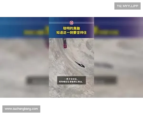 聪明的臭鼬明白坚持的意义此刻他要稳住自己迎接挑战 聪明的臭鼬明白坚持的意义此刻他要稳住自己迎接挑战